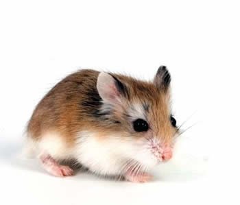 Cuanto vive un hamster roborovski