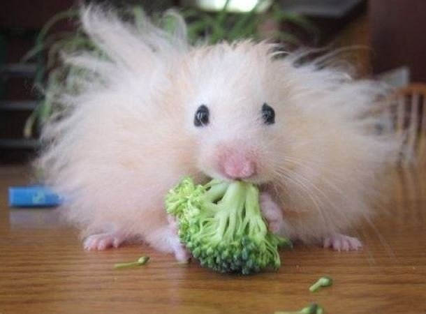 hámster angora comiendo vegetales