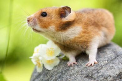 hámster-dorado-roedores
